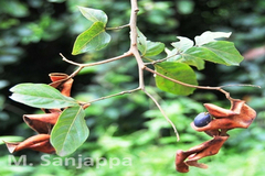 Archidendron clypearia